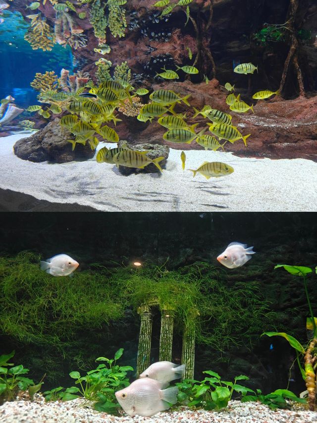 長沙海底世界也太好拍啦（附詳細攻略）