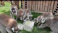 蘭州野生動物園旅遊攻略 🐒✨ 探秘自然，親近萌寵的絕佳去處！