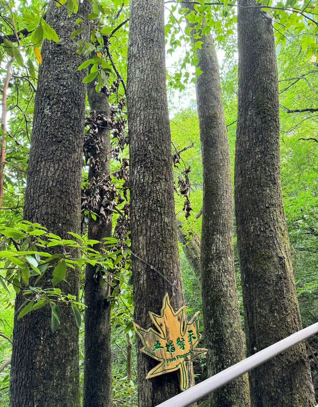 湖北咸寧九宮山丨“九宮清涼，避暑天堂”