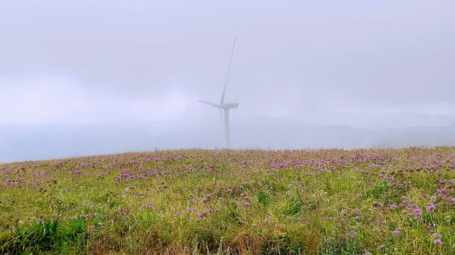 天上花海，人間仙境：韭菜坪