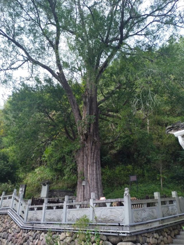 浙江古村落自駕遊~榉溪村 榉溪村位於浙江省金華市磐安縣南部，地處大盤山腹地，距離縣城安文38公里，榉溪。