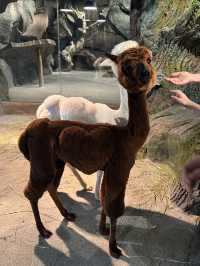 一次撸盡卡皮巴拉玄鳳鸚鵡矮腳羊柯爾鴨!