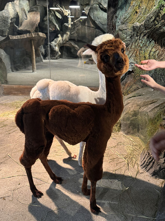 一次撸盡卡皮巴拉玄鳳鸚鵡矮腳羊柯爾鴨! 一次撸盡卡皮巴拉玄鳳鸚鵡矮腳羊柯爾鴨!