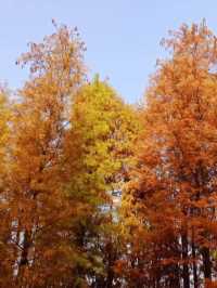 深秋的大夫山森林公園，焦糖色的落羽杉宛如油畫般