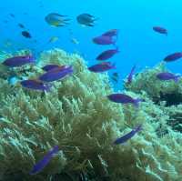 Under the sea at Doljo Beach