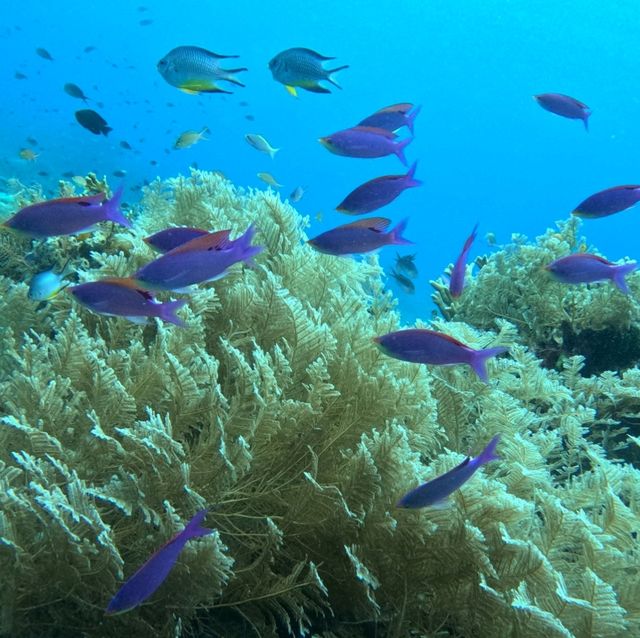 Under the sea at Doljo Beach