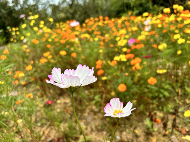 大埔瑞山度假村。