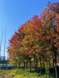 雁南公園：秋意濃，楓葉紅。