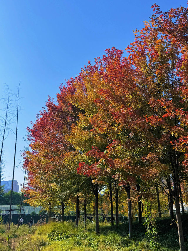 雁南公園：秋意濃，楓葉紅。