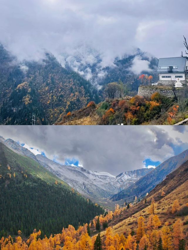 川西的秋景！比起四姑娘山，我更愛這個免費彩林。