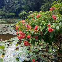 熱門景點｜我把曼聽公園拍成了植物園？這裡的空氣真好，散步好舒服