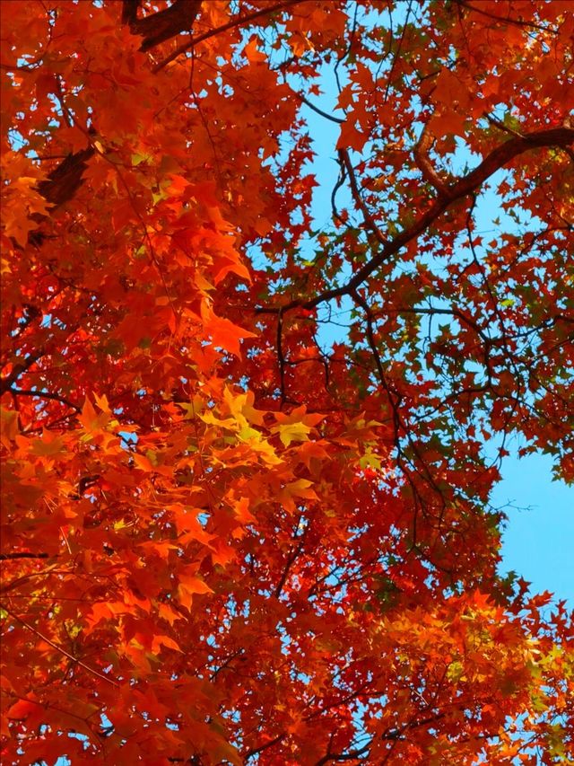 11月5日實況 紫竹院紅葉已全面登場。