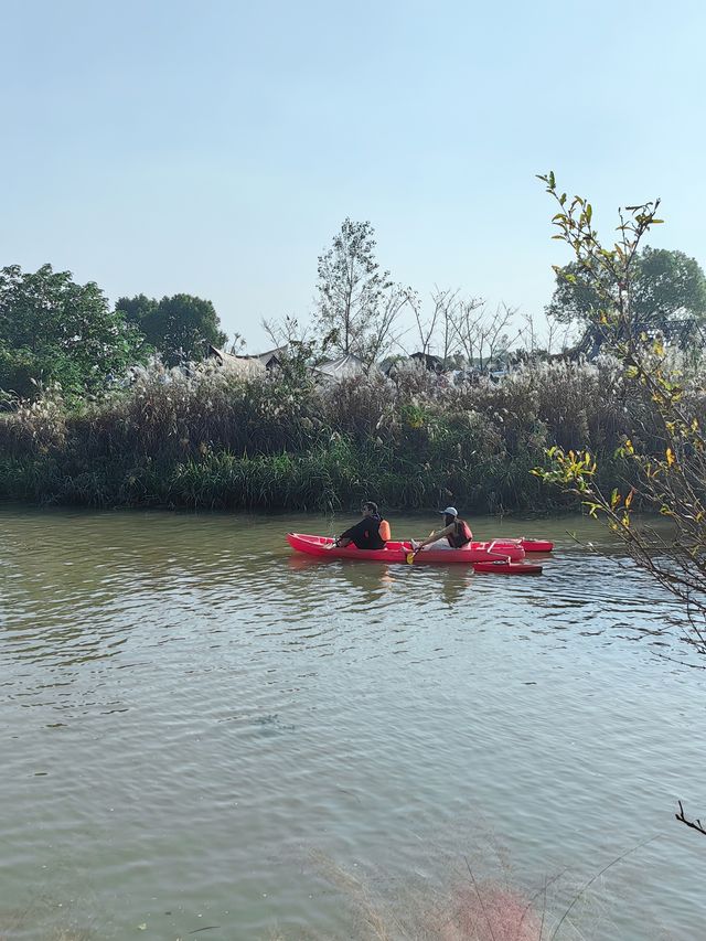 可以衝嘉北郊野公園的稻田（附保姆級攻略）。