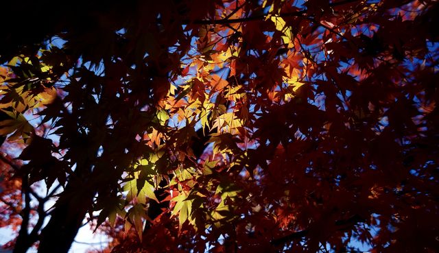 東京河口湖富士山賞紅葉全攻略。