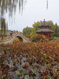 【河北保定】古蓮花池。。