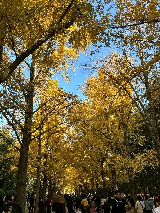 地壇公園：秋風輕起，不約而之的約