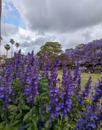Experience the Purple Romance of Jacaranda Season in Sydney