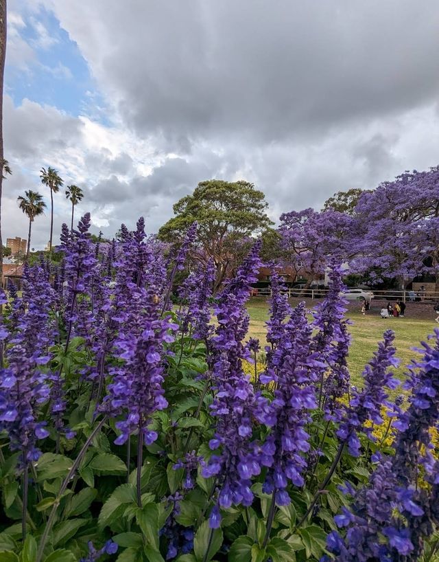 Experience the Purple Romance of Jacaranda Season in Sydney