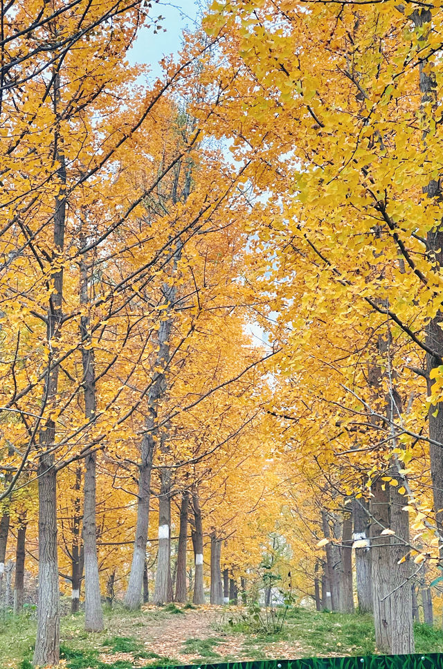 西安雁南公園——四季更迭，各有其美！