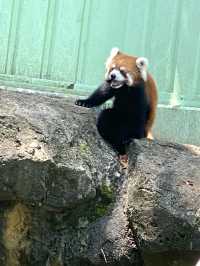 日本°東京ㅣ親子免費近郊好去處ㅣ江戶川區自然動物園。