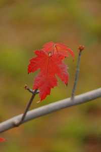 11月20日實拍上海這裡的楓葉已經紅啦。
