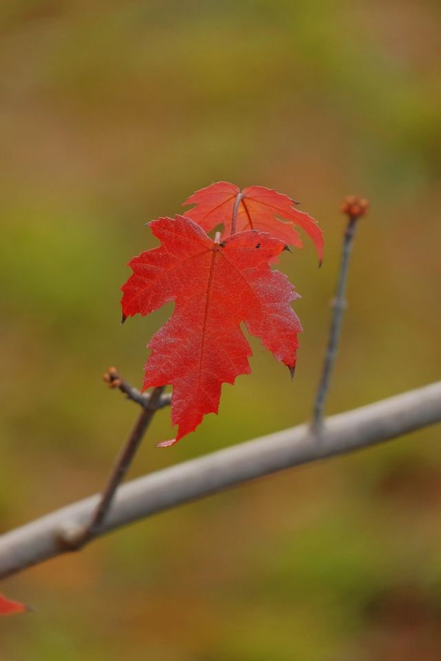 11月20日實拍上海這裡的楓葉已經紅啦。