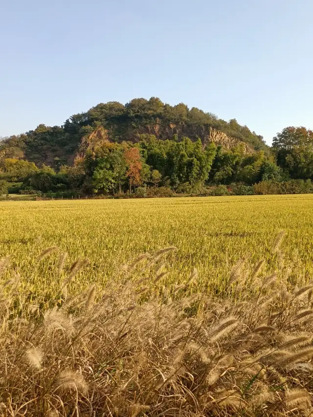 The fragrance of rice fills the air all year round, and the fields are like a painting. 