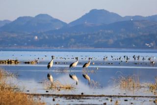 Weining Caohai: A dynamic poem on the plateau.