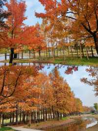 遠香湖公園此刻已是深秋！！！