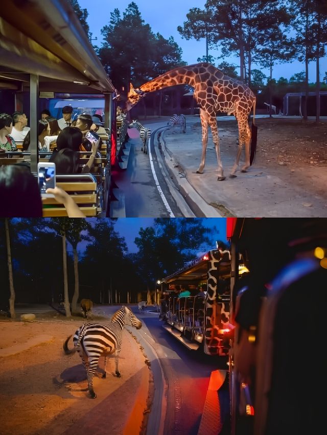 熬夜整理清邁夜間動物園の實用攻略。