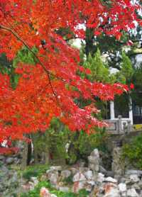 上海賞葉：桂林公園的紅葉與銀杏，12.7拍攝