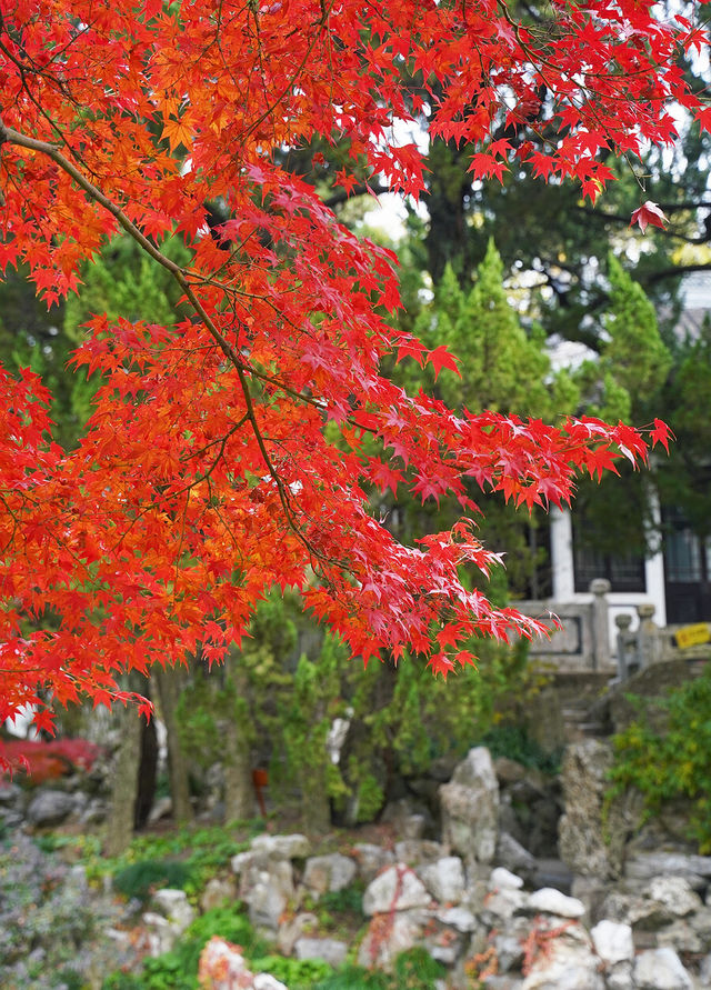 上海賞葉：桂林公園的紅葉與銀杏，12.7拍攝