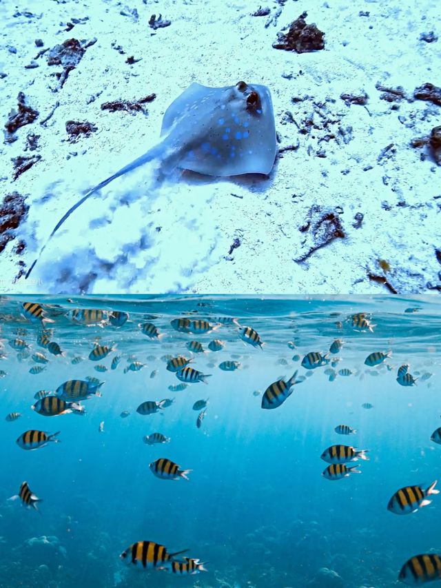 海南萬寧潛水‖旅遊打卡避坑攻略