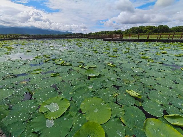 撫遠濕地公園
