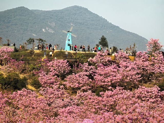 雲浮江門賞花2天遊