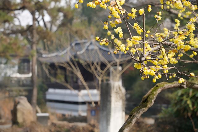 暗香浮動古猗園