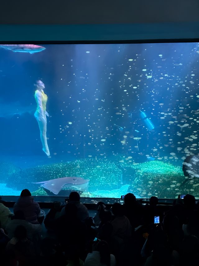 放假不知道去哪裡玩，就來海洋館吧