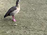 克勞利沃斯公園：我的英倫田園夢