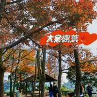 元朗大棠楓香林:情侶賞楓絕佳目的地