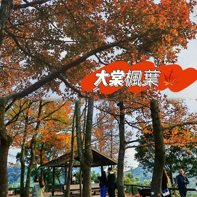 元朗大棠楓香林:情侶賞楓絕佳目的地 元朗大棠楓香林:情侶賞楓絕佳目的地