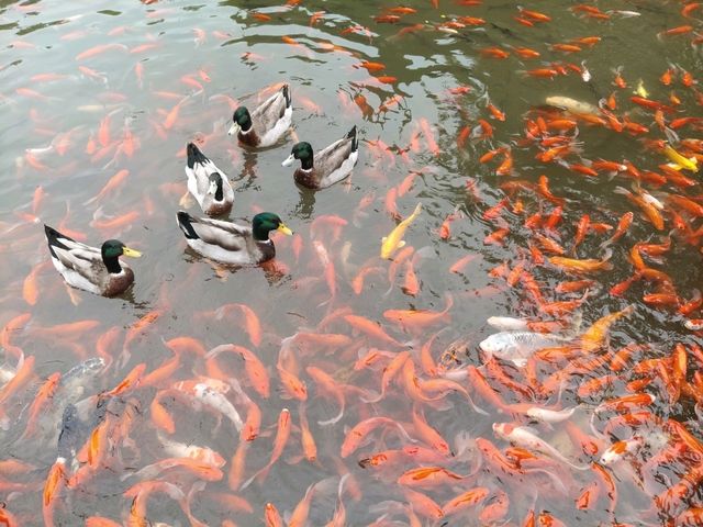 Tongli: The Most Enchanting Water Town Near Suzhou 🌊