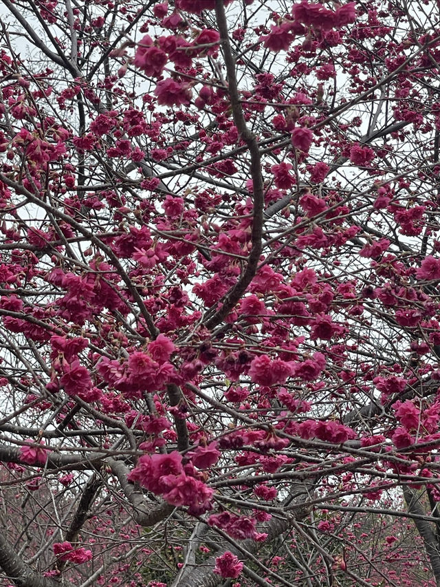 春色緋紅