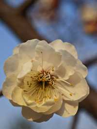 西流湖公園梅花展開幕！