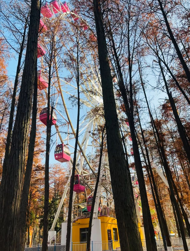 武漢必去之中山公園風已有了鬱金香的味道