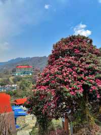 3月尼泊爾徒步！杜鵑花海+雪山雙王炸。