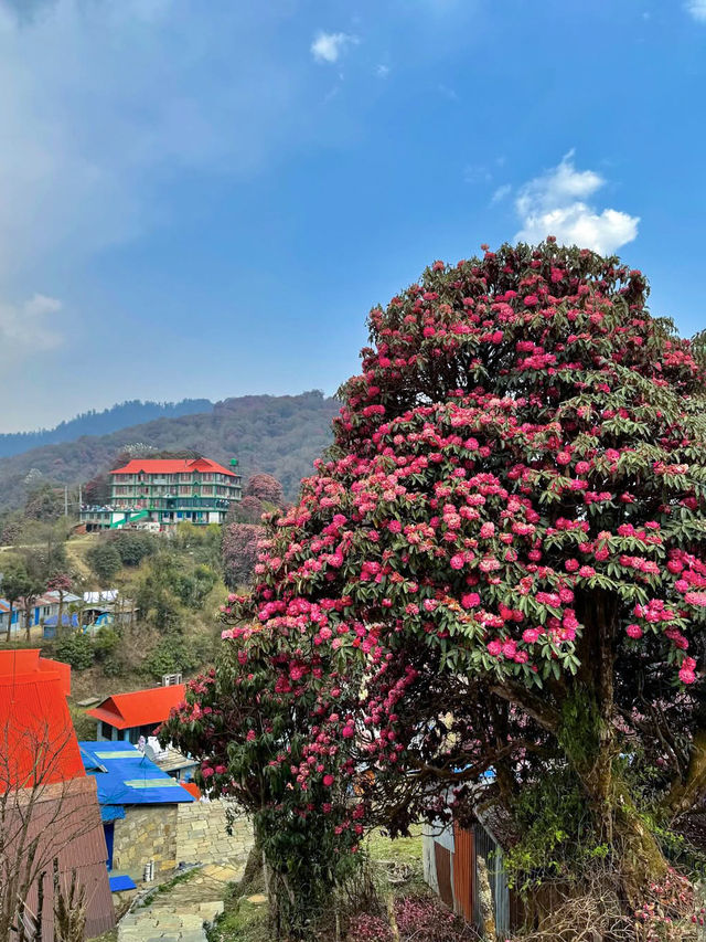 3月尼泊爾徒步！杜鵑花海+雪山雙王炸。