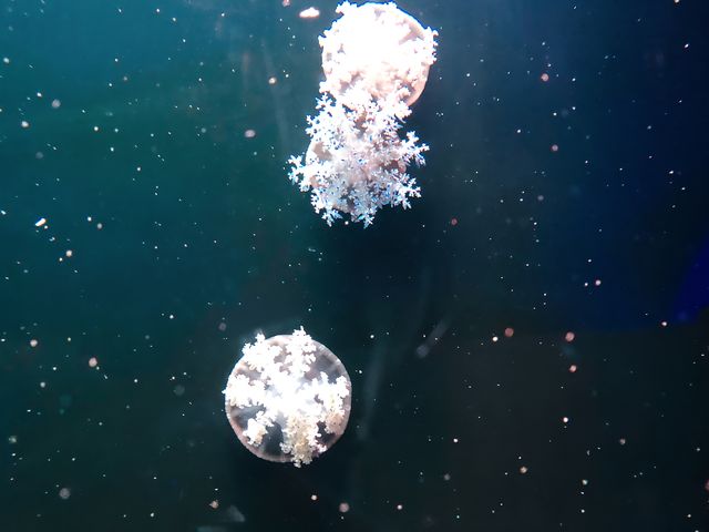 祝你有个藍色的夢