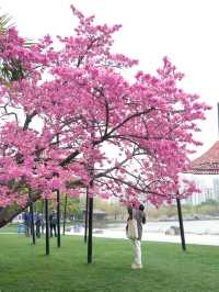 什麼神仙公園比櫻花還浪漫，超好拍