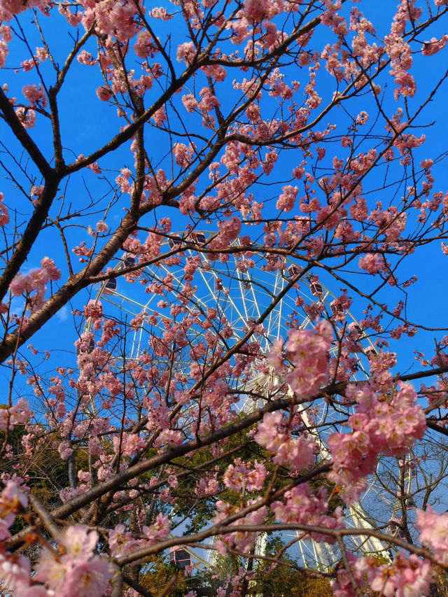 #顧村公園的櫻花盛景