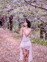 貴州的櫻花，如詩如畫